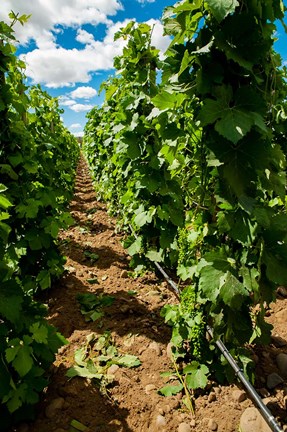 Framed Vineyard Region Known As The Rocks Print