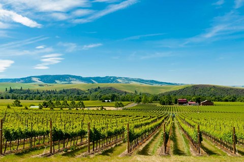 Framed Vineyard Landscape In Walla Walla Print