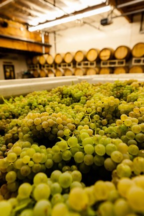 Framed Bin Of Chardonnay Grapes Awaits Beind Crushed Print