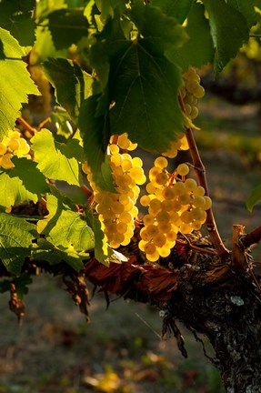 Framed Harvest Time In A Vineyard Print