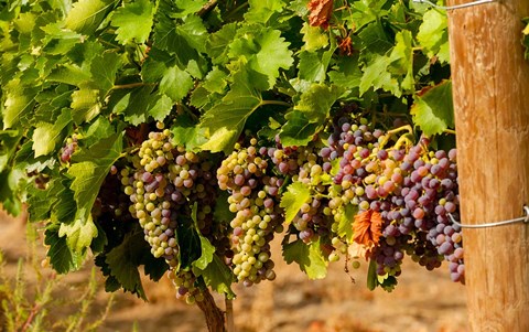 Framed Wine Grapes In Veraison In A Vineyard Print