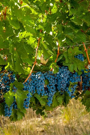 Framed Cabernet Sauvignon Grapes Near Harvest Print