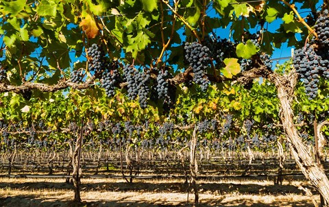 Framed Petit Verdata Block In Red Mountain At Harvest Print