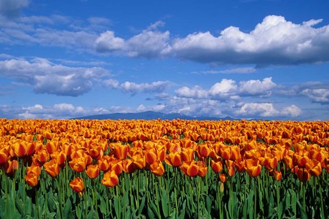 Framed Orange Tulips In Skagit Valley, Washington State Print