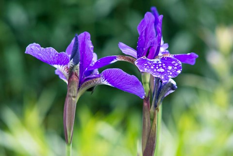 Framed Close-Up Of Iris In A Garden Print