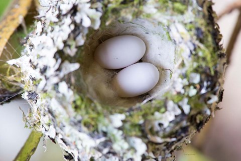 Framed Rufous Hummingbird Nest With Eggs Print