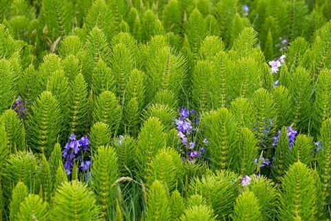 Framed Horsetail, Wild Hyacinth, And Grays Harbor Print