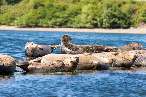 Framed Harbor Seal Gathering At Liberty Bay Print