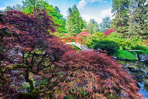 Framed Japanese Maple With Moon Bridge Print