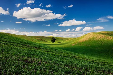 Framed Rolling Wheat Fields With A Lone Tree Print