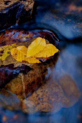 Framed Leaves Floating On Water Print