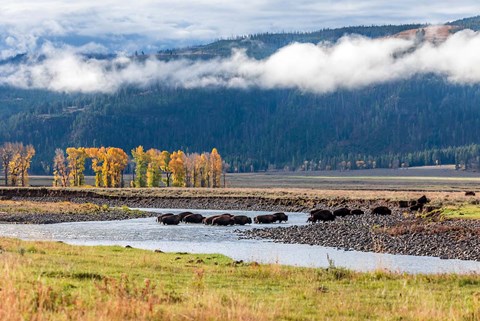 Framed Bison Crossing A Stream Print