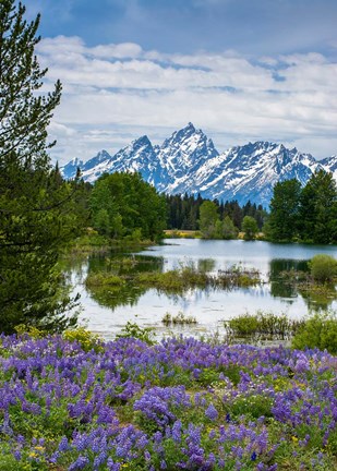 Framed Lupine Flowers With The Teton Mountains In The Background Print