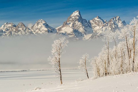 Framed Rimed Cottonwoods And Tetons From The Antelope Flats Road Print
