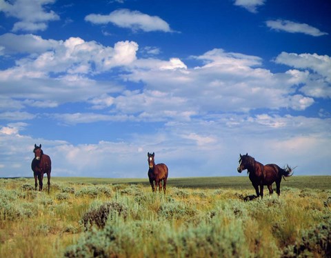 Framed Wild Horses Near Farson, Wyoming Print
