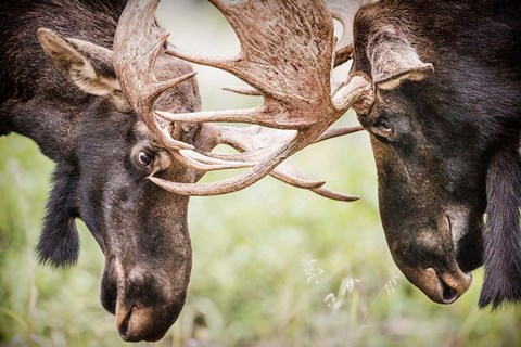 Framed Close-Up Of Two Bull Moose Locking Horns Print