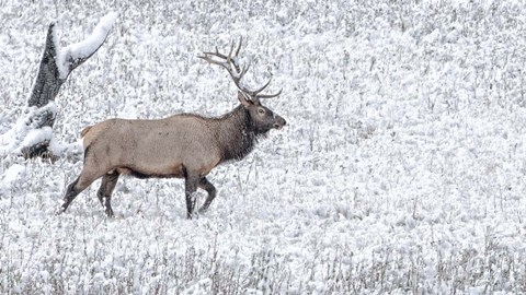 Framed Bull Elk Walks In The Snow Print