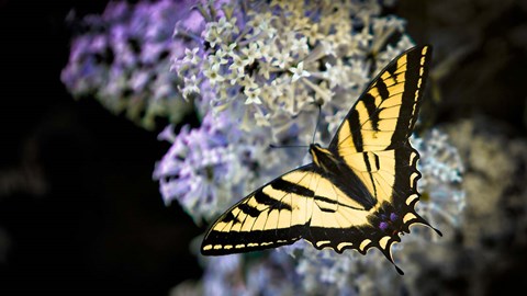 Framed Western Tiger Swallowtail Butterfly On A Lilac Bush Print