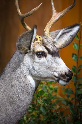 Framed Close-Up Of A Mule Deer Print