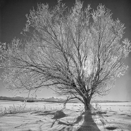 Framed Lone Ice Tree (BW) Print