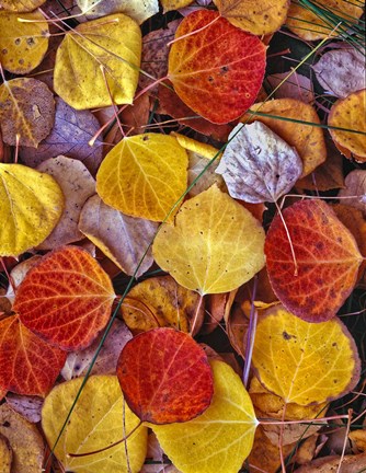 Framed Fallen Autumn Leaves Print