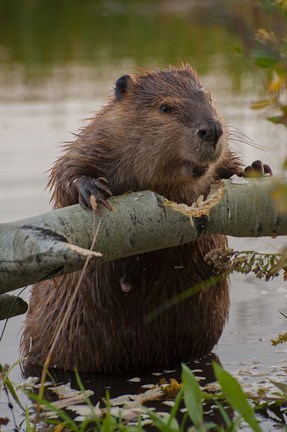 Framed North American Beaver Gnawing Through An Aspen Print