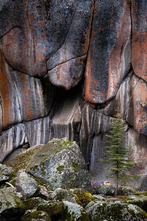 Framed Lichen On Cliff Walls With Single A Tree In The Lamar River Gorge Print