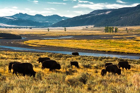 Framed Bison Herd Feeding, Lamar River Valley, Yellowstone National Park Print