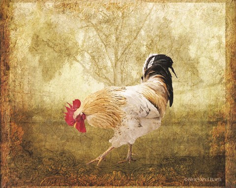 Framed Vintage Scratching Rooster Print