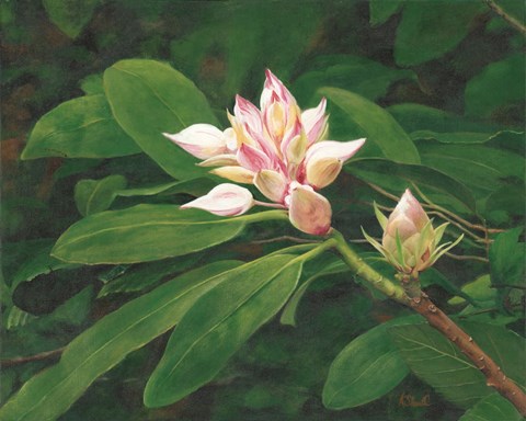 Framed Whisper of Pink Print