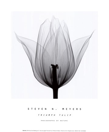 Framed Triumph Tulip Print