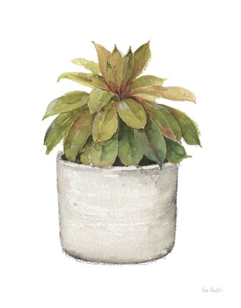 Framed Mixed Greens Succulent III Print