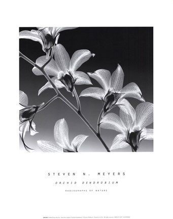 Framed Orchid Denrobium Print