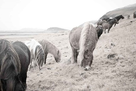 Framed Horses of Hofn II BW Print