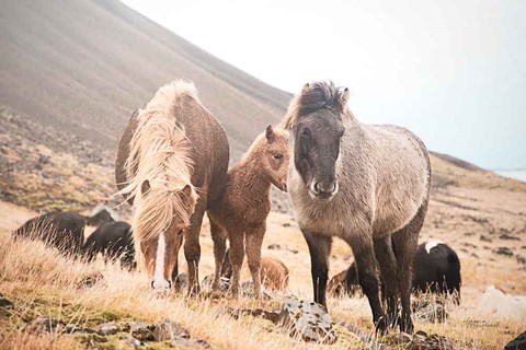 Framed Horses of Hofn I Print