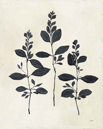 Framed Botanical Study IV Print