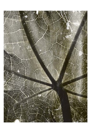 Framed Leaf Umbrella Print