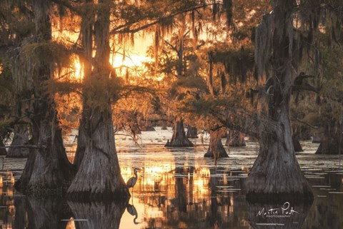 Framed Sunset in the Swamps Print