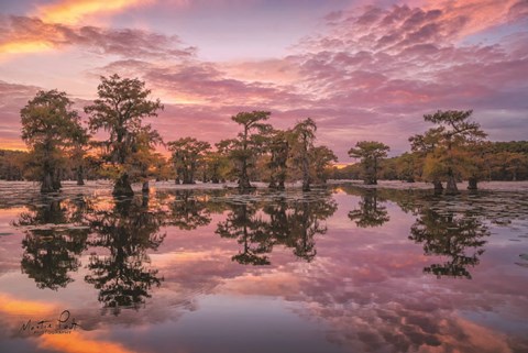 Framed Magnificent Sunset in the Swamps Print