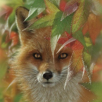 Framed Autumn Red Fox Print