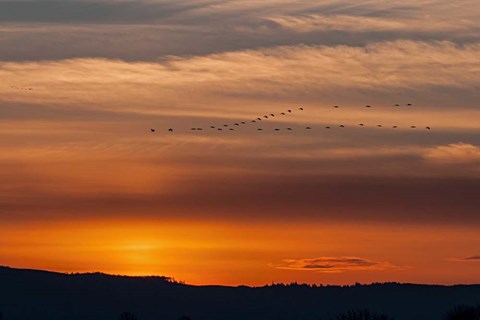 Framed Sunset Flight Print