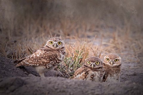 Framed Burrowing Owl Print