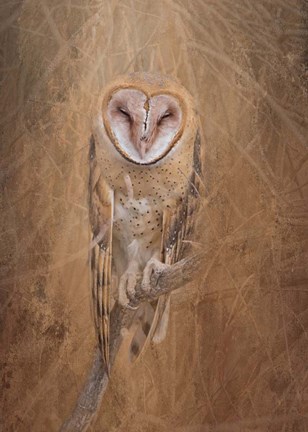 Framed Barn Owl Print