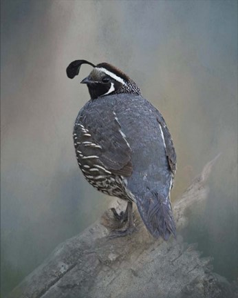 Framed California Quail Print