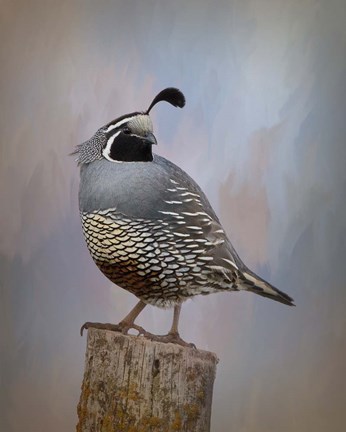 Framed California Quail II Print