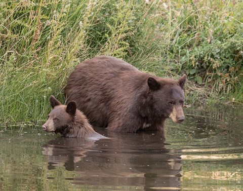 Framed Black Bear Sow and Cub II Print