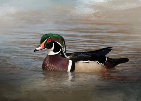 Framed Wood Duck Print