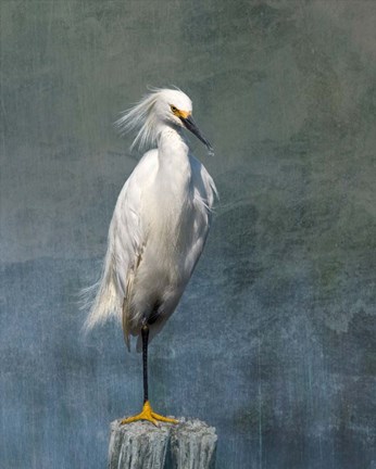 Framed Snow Egret Print