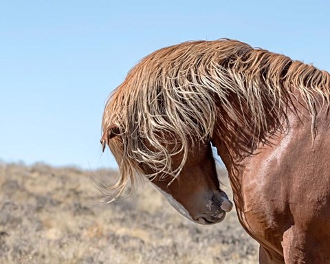 Framed Marshall - Wild Stallion Print