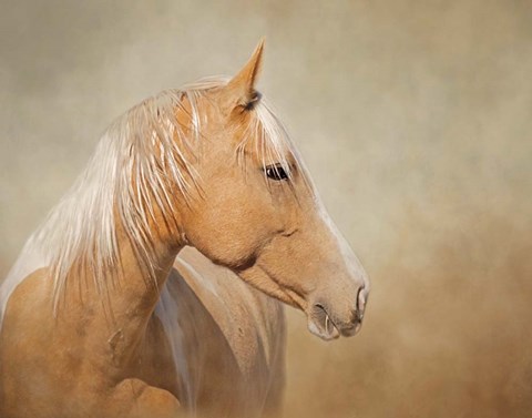 Framed Silk - Mustang Mare Print
